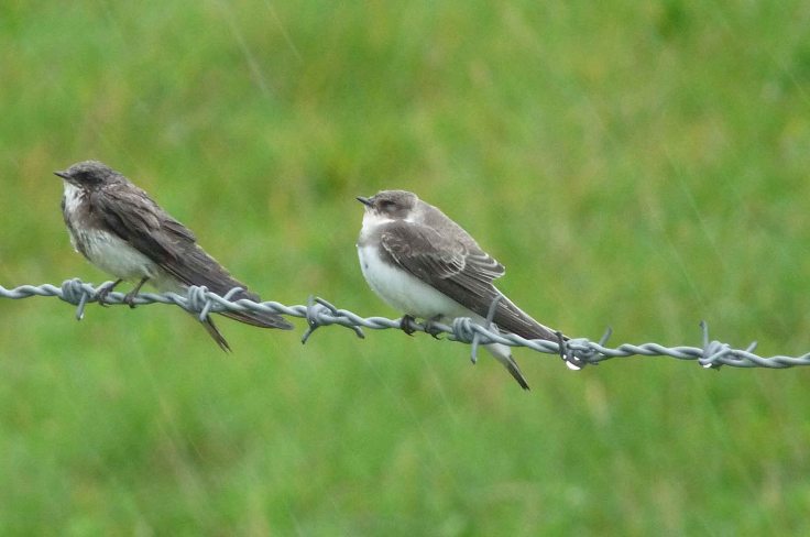 29 July 2009  MJMcGill 112