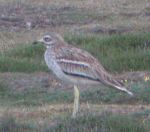 Black Darter June 2009 Coolpix MJMcGill 022