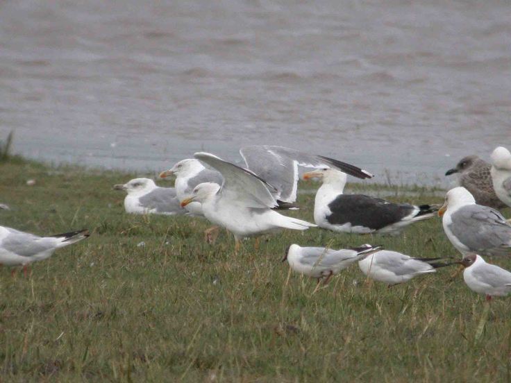 Madeira and WWT July 2009  MJMcGill 046