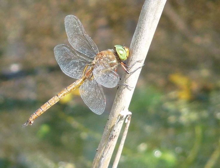 White-faced DarterNorfolk Hawker 1to5 June 2009 Lumix MJMcGill 083