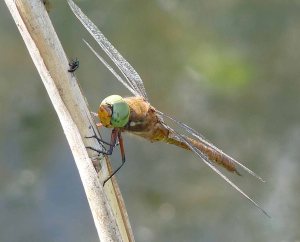 White-faced DarterNorfolk Hawker 1to5 June 2009 Lumix MJMcGill 078