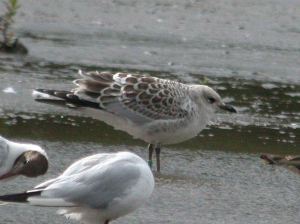 Madeira and WWT July 2009  MJMcGill 052