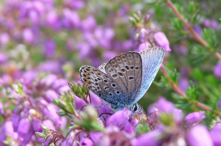 White-faced DarterNorfolk Hawker 1to5 June 2009 Lumix MJMcGill 048