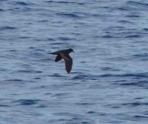 July Madeira Sports Day and Nick Rach 2009  MJMcGill 431