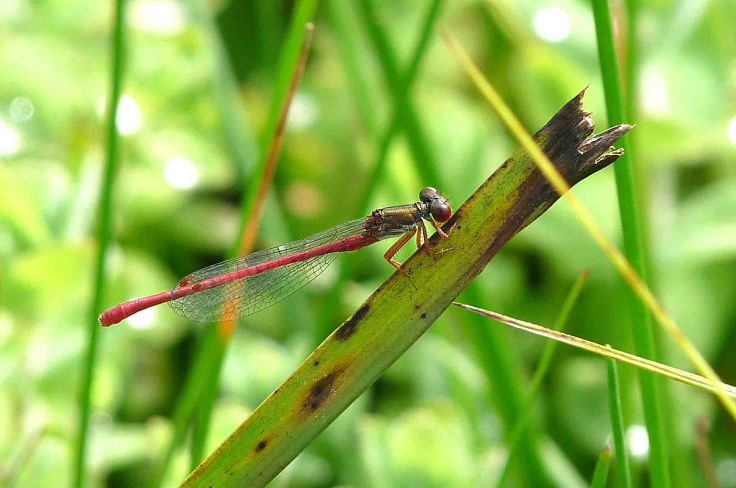 August 1-6 2009 Lumix  MJMcGill 064