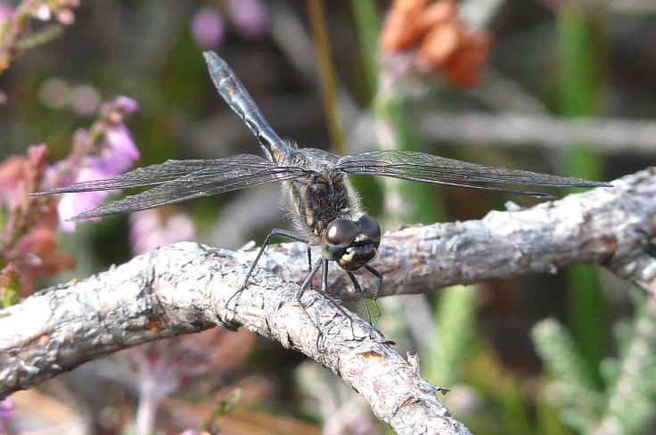 August 1-6 2009 Lumix  MJMcGill 123