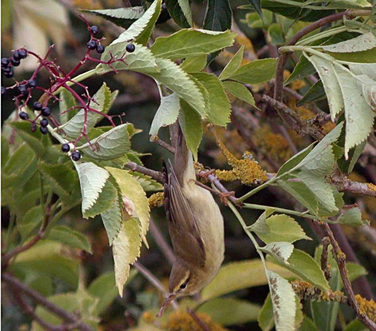 WWT Slimbridge 31 August 2009 MJMcGill Willow Warbler