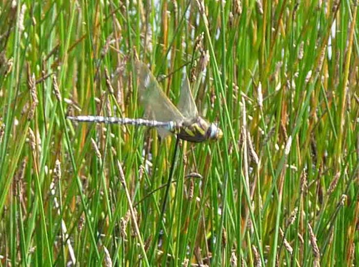 August 1-6 2009 Lumix  MJMcGill 050