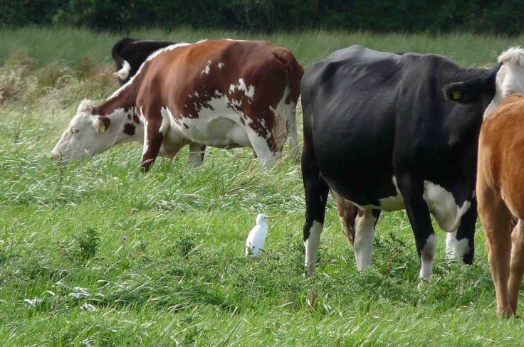 WWT Slimbridge 29 August 2009 MJMcGill 0013