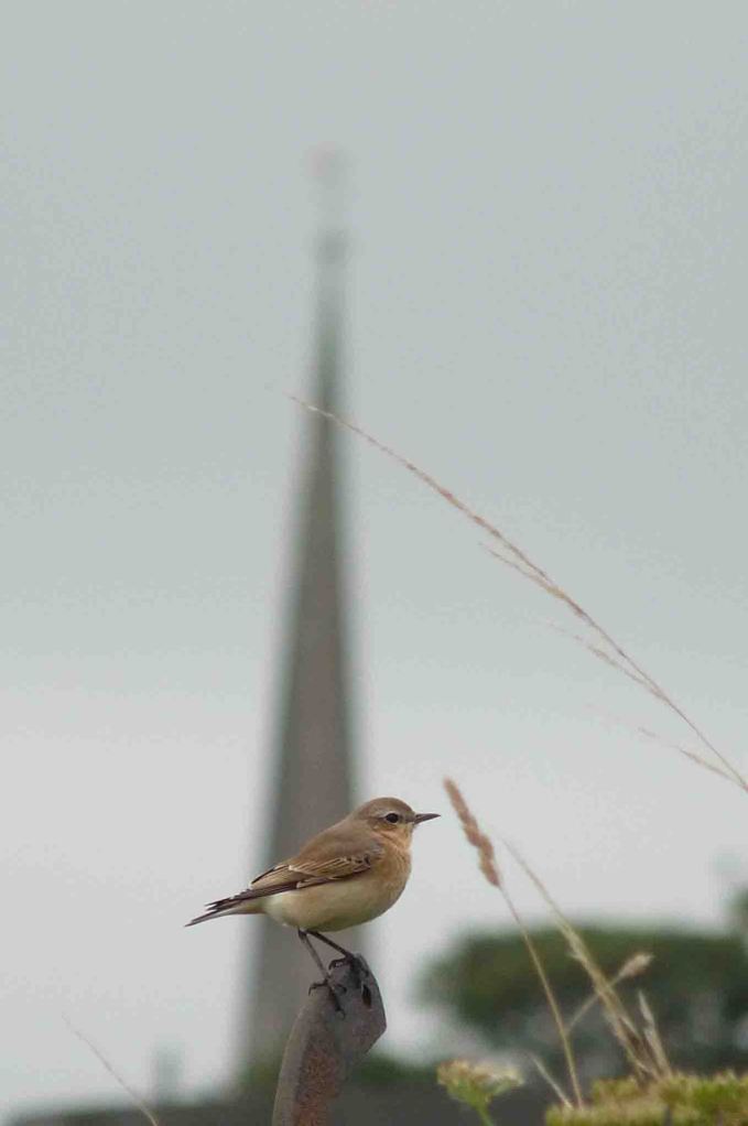 August 15 2009 Lumix  MJMcGill 001