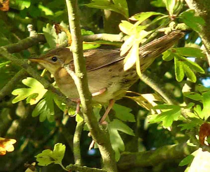 Grasshopper Warbler 24 September 2009 MJMcGill 017