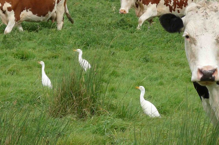Cattle Egret trio 21 September 2009 MJMcGill 065