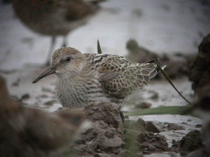 Grey short billed Dunlin WWT Slimbridge 7 and 8 Sep 2009 Coolpix MJMcGill 043