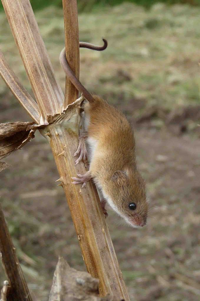 Harvest Mouse WWT 30 Sep 2009 MJMcGill 068