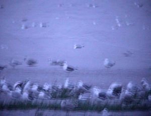Baltic Gull 2 Sep 2009 WWT MJMcGill