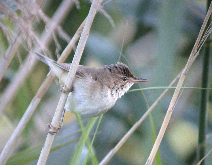 13 July 2008 MJMcGill 021