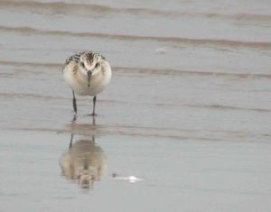 Sanderling WWT Slimbridge 7 and 8 Sep 2009 Coolpix MJMcGill
