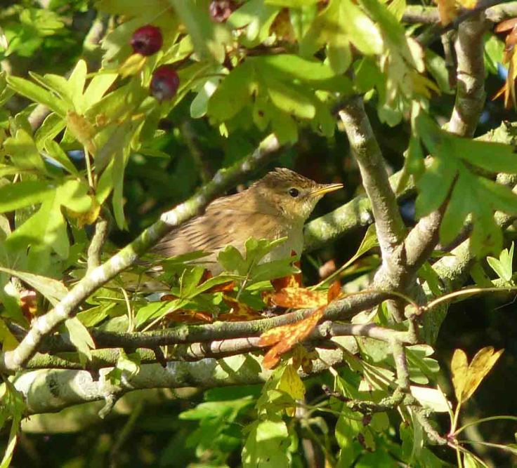 Grasshopper Warbler 24 September 2009 MJMcGill 006