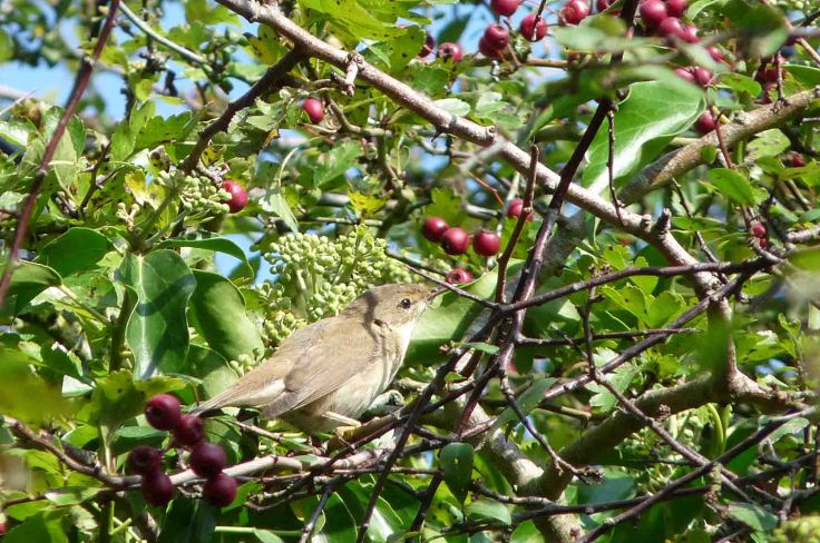 Warbler sp WWT Slimbridge 10 Sep 2009 Lumix MJMcGill 120
