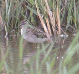 Wood Sandpiper WWT Slimbridge 7 and 8 Sep 2009 Coolpix MJMcGill 029