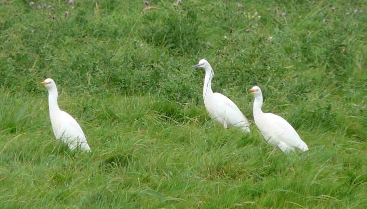 Cattle and Little Egrets Bull Ground 21 September 2009 MJMcGill 063