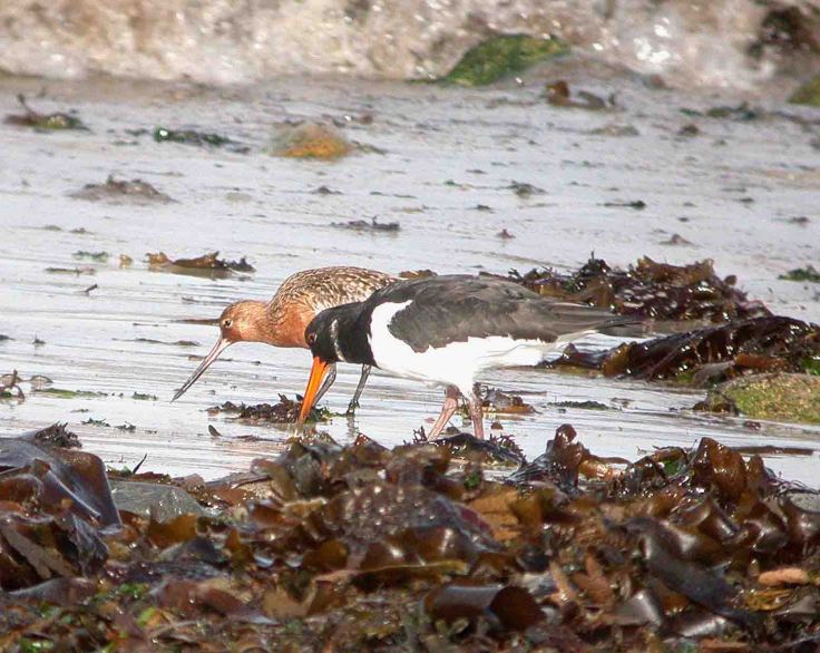 Bar-tailed Godwit and Oystercatcher, Porthloo, Scilly Cornwall Coolpix 19-24 October 2009 MJMcGill