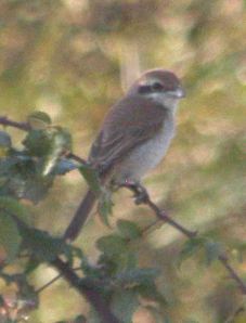 Brown Shrike 13 October 2009 MJMcGill 0001