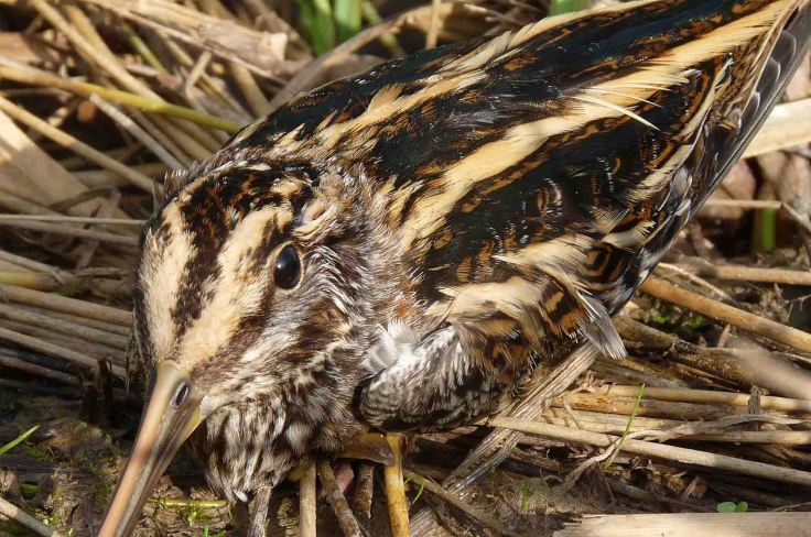 Jack Snipe 14 October 2009 MJMcGill 0003