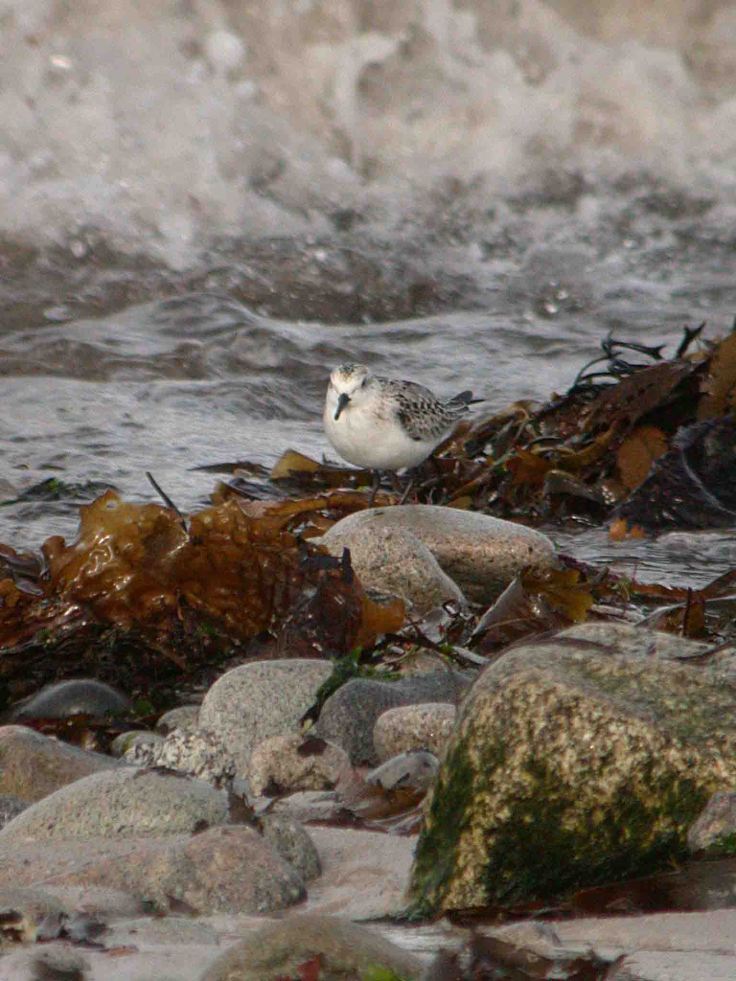 Sanderling, Porthloo Beach, Scilly Cornwall Coolpix October 2009 MJMcGill
