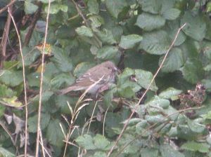Common Rosefinch, Carn Gwarvel, Scilly, Coolpix 19-24 October 2009 MJMcGill 005