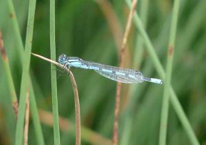 Common Blue Damslelfly 1 October 2009 MJMcGill 086