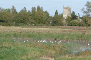 Little Egrets 1 October 2009 MJMcGill 088