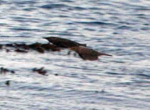 Rose-coloured Starling, St Agnes, Bob Evans