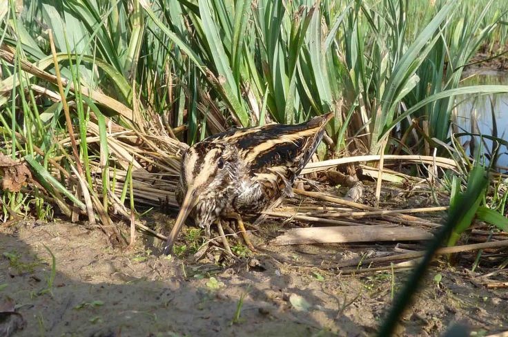 Jack Snipe 14 October 2009 MJMcGill 0004