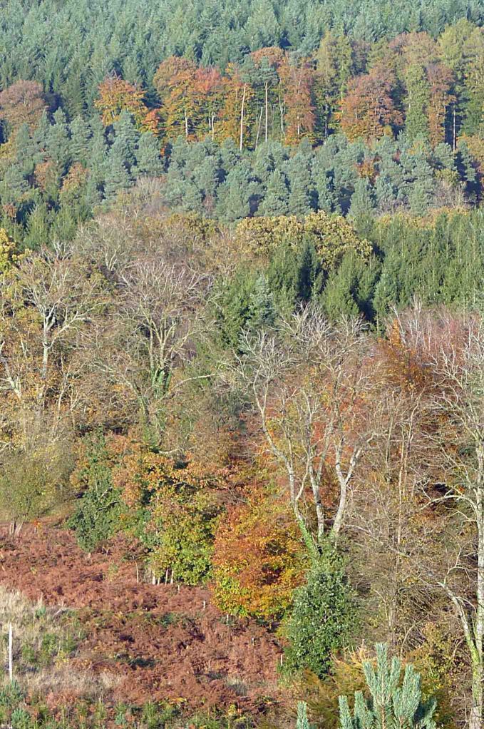 Forest of Dean, New Fancy View, 27 October MJMcGill 046