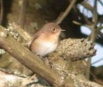 Red-breated Flycatcher, Mount Todden, Scilly Coolpix 19-24 October 2009 MJMcGill