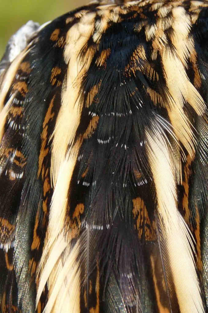 Jack Snipe 14 October 2009 MJMcGill 0002