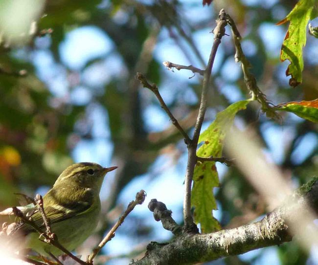 Yellow Browed Warbler Cornwall Lumix 19-24 October 2009 MJMcGill