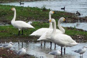 Bewick's Swans, 2 November 2009 MJMcGill 100