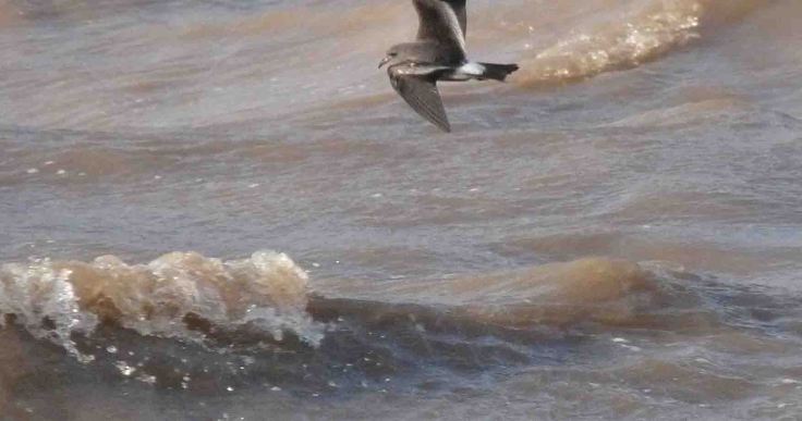 Leach's Petrel, Severn Est 23 November 2009 MJMcGill 125