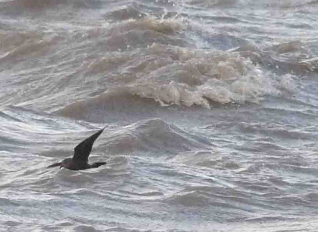 Leach's Petrel, 23 November 2009 MJMcGill 002