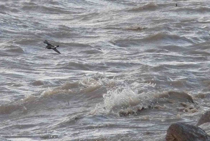 Leach's Petrell, Severn Est, 23 November 2009 MJMcGill