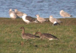 Tundra Bean Geese 9 November 2009 MJMcGill 005