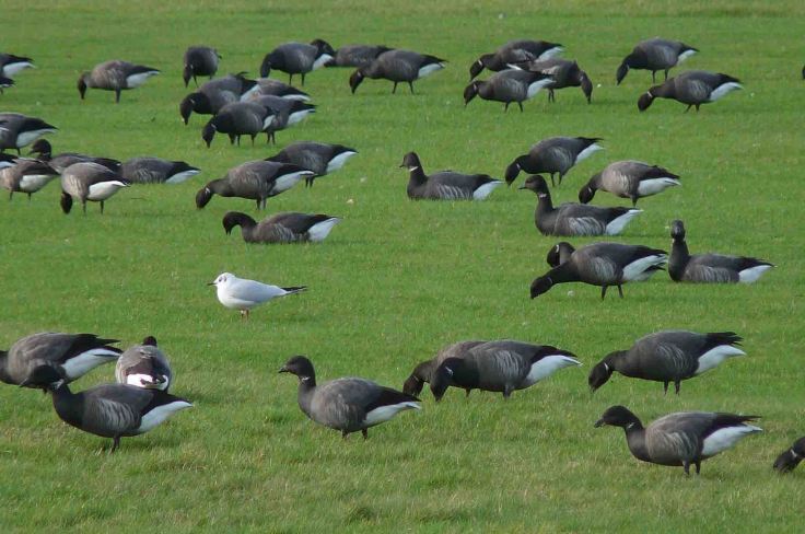 Dark-bellied Brents, Wells, November 2009 MJMcGill 004