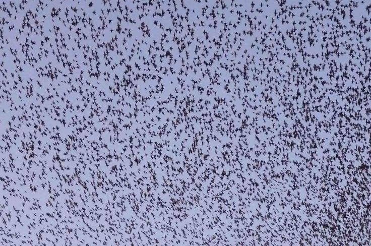 Starling roost close up 1- 7 December 2009 MJMcGill 015