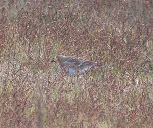 Shore Lark, November 14 2009 MJMcGill