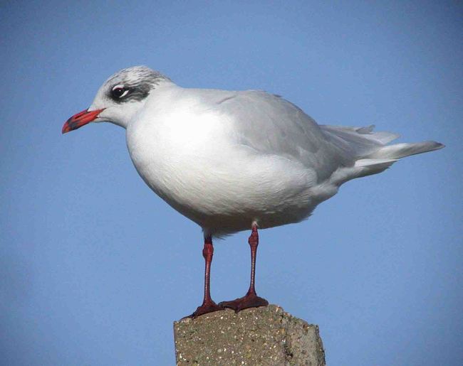 Mediterranean Gull, West Runton 15 Nov 2009  MJMcGill