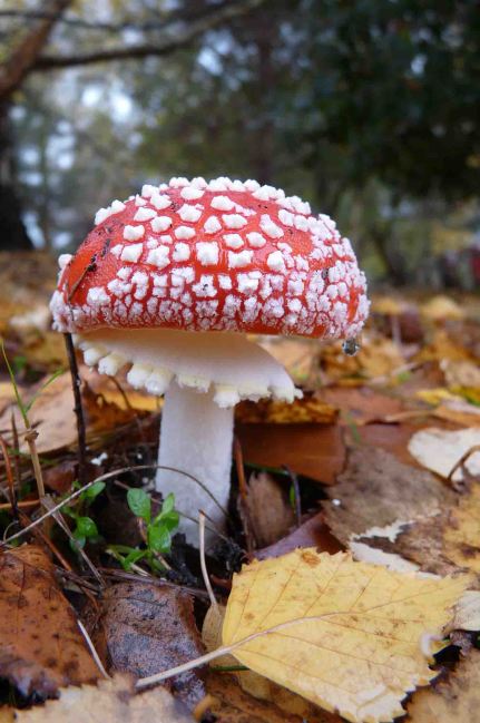Fly Agaric, near Desrsingham Norfolk November 2009 MJMcGill 011
