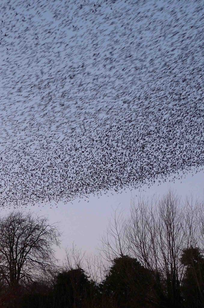 Starling roost 1- 7 December 2009 MJMcGill 014
