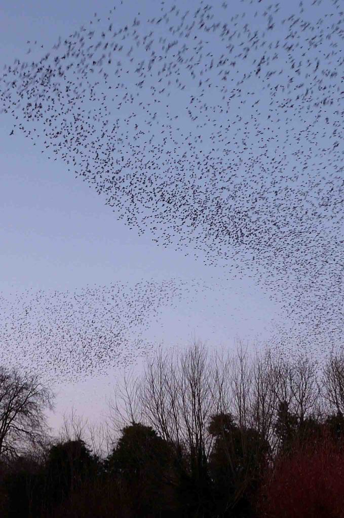Starling roost 1- 7 December 2009 MJMcGill